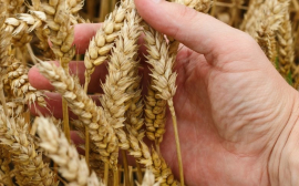Челябинская область расширит участие в зерновых интервенциях