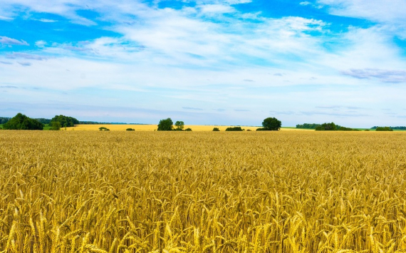 В Челябинской области оцифрованы 96% сельскохозяйственных земель