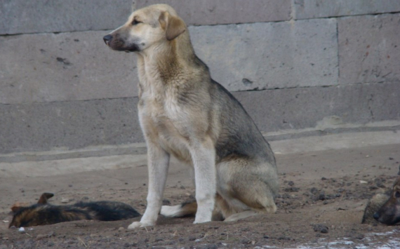 В Челябинской области на отлов бродячих собак выделили 42,3 млн рублей
