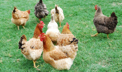 В Челябинской области откроют репродуктор для отечественного кросса кур