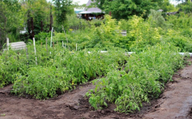 Текслер поручил выращивать больше овощей в Челябинской области
