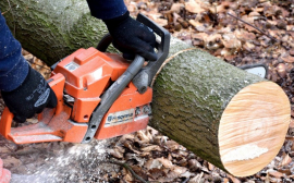 В Челябинске на вырубку аварийных деревьев направят 25 млн рублей