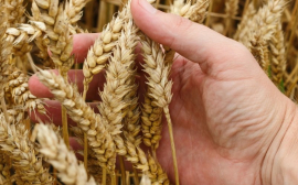 В Челябинской области собрали рекордный урожай зерна