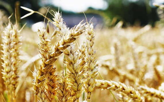 В Челябинской области сбор зерновых сократился почти в 1,8 раза