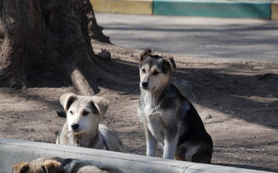 В Челябинской области на отлов бродячих животных потратят 100 млн рублей