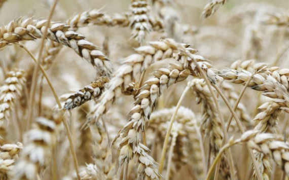 Челябинский губернатор Текслер хочет поддержать цены на зерно