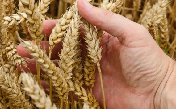 В Челябинской области собрали рекордный урожай зерна