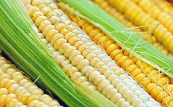 В Челябинской области создадут центр по производству семян кукурузы