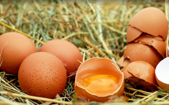 В Челябинской области птицефабрики увеличат выпуск яиц до 1,7 млрд штук