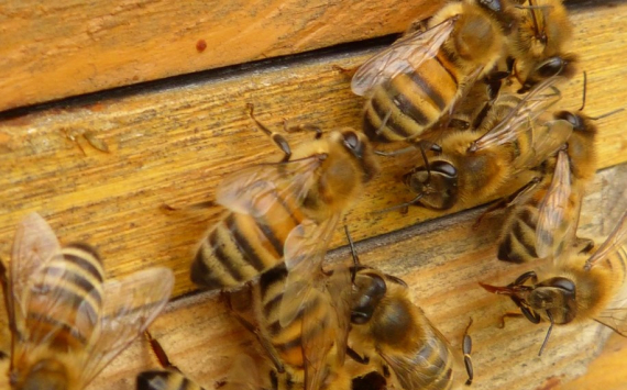 В Челябинской области промаркируют пчел