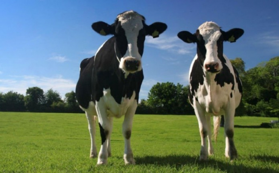 Челябинские власти выделят животноводам 40 млн рублей на увеличение поголовья коров